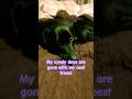 At last my lonely days are gone #mansbestfriend #dogsofyoutube #blacklabradore