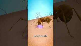 How Does An Insect Sting ! 😱