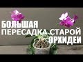 большая ПЕРЕСАДКА СТАРОЙ ОРХИДЕИ