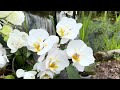 Які ж вони гарні 😘Подарунки продовжуються 🧡#orchid #орхідеї #flowers #beautiful #фаленопсис #