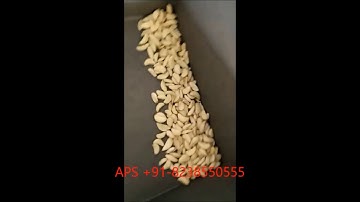 garlic sorter machine video