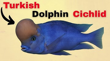 WHY Turkish BLUE Dolphins Have Giant Foreheads – The Hidden Truth  ( Cytocara Moorii )