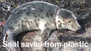 Seal saved from plastic litter by British Divers Marine Life Rescue 24,433 views 4 years ago 1 minute, 33 seconds