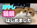 猫から熱を奪う猫鍋がすごい！【Cool cat pot スコティッシュフォールド】