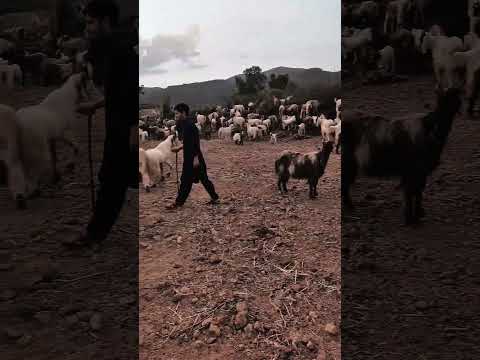 Mohammed Abdullah Abbasi #account #jimcorbettwildlifeandnatureview #travel #vlog #cricket #gyee