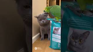 Кот и попугай №79🦜#shorts #viral