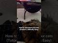CAT TUTORIAL 🐈⬛: Calming down your cats #shorts #kitten