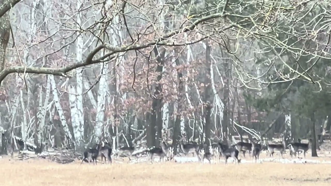 Vahşi doğada ki Geyikler 