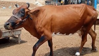 Cow \& Buffalo Video