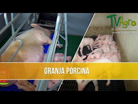 Video: Cómo Organizar Una Granja De Cerdos