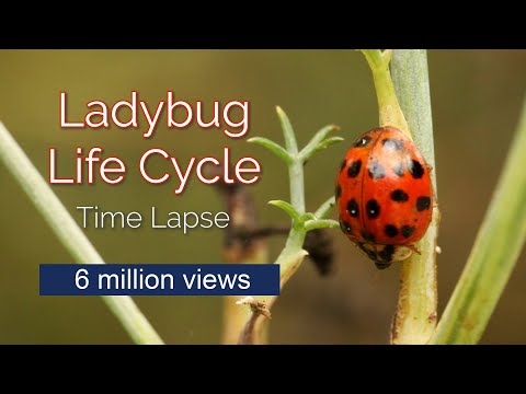 Time Lapse of Ladybug Life Cycle