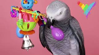 PARROT TOYS | SUPER BIRD CREATIONS, MARACA BLAST | PARROT STATION