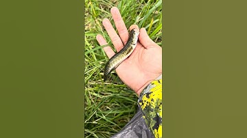 Giải cứu Cá Lóc thành công! #cauca #fishing #shorts