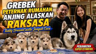 Raid on Alaskan Giant Dog Breeder