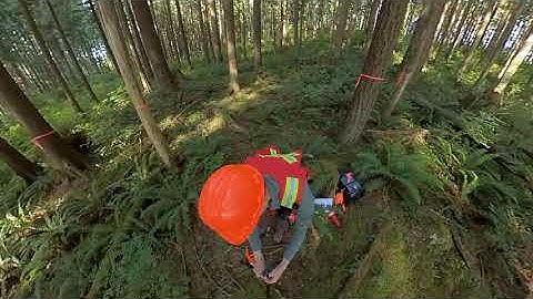 Measuring a Fixed-Area Forest Plot