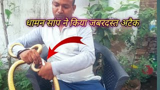 धमन सप न कय जबरदसत तरक स अटक, Rat Snake Bite Information