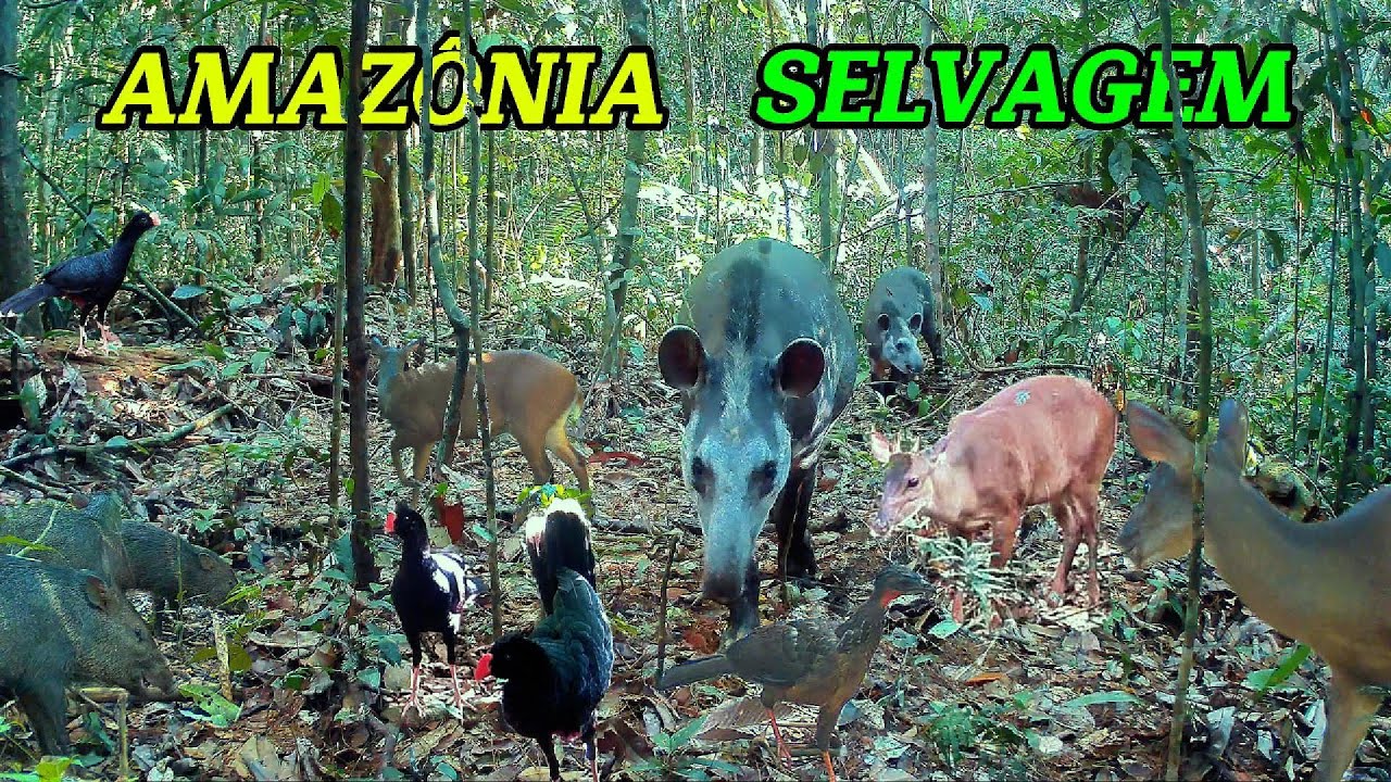 Amazônia selvagem: Registros inéditos, morcego vampiro atacando anta, variedade de animais silvestre