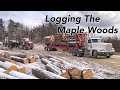 Logging The Maple Woods