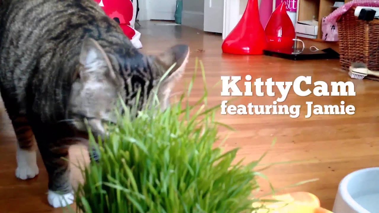 KittyCam - Raspberry Pi Camera with Cat Facial Recognition, written in Node.js