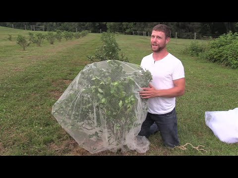 Video: Beskyttelse af blåbærplanter mod fugle - måder at beskytte blåbær mod fugle