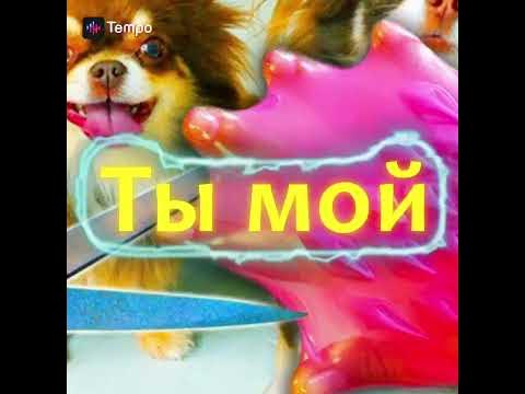Мэджик петс ️💓💙💚💙 - YouTube