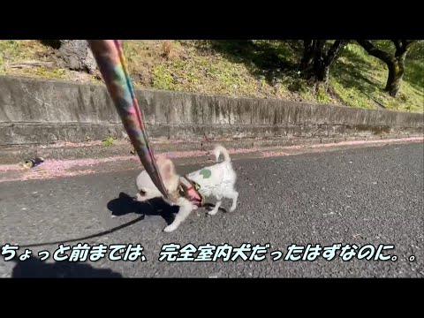 【ロングコートチワワ】子犬をお散歩に連れて行ったら、とても積極的でした！【Chihuahua】when went out with puppy, she was so positive