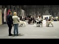 borzoi females/BOB CACIB Sabaneeva 29.01.2022 Moscow / русская псовая борзая Сабанеевка