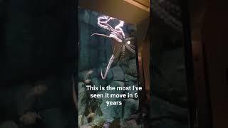 #octopus #funny #more #cool #crazy #animal #aww #cute #fast #otter #fyp