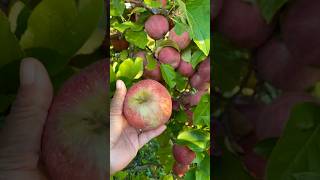 Petik Apel Cameo, manis, garing & juicy