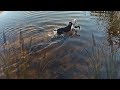 Две утренки на озере. Охота на утку осенью. Охота с ягдтерьером