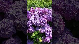 Hydrangeas in the Fonte Baxa botanic garden in Luarca, Asturias, Spain (8)