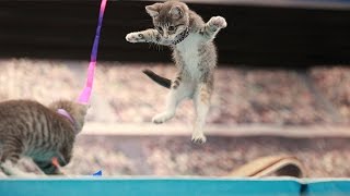 Road to the Kitten Summer Games - Episode 9: Romping Wrestling - Kitten Summer Games by Kitten Bowl 4,680 views 7 years ago 1 minute, 6 seconds