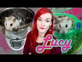 Neglected Winter White Hamster | Lucy's Rescue Story | Munchie's Place