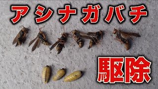 実録】室外機に住みついたアシナガバチの駆除