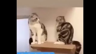 جميع اجزاء يوميات القط الدمياطى (تجميعة قوية) Funny cats