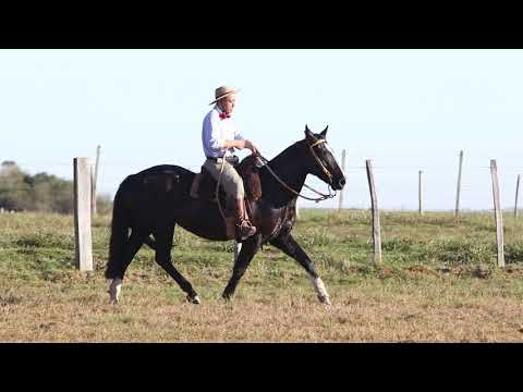 Lote 18 SANTA ALICE QUISILHA