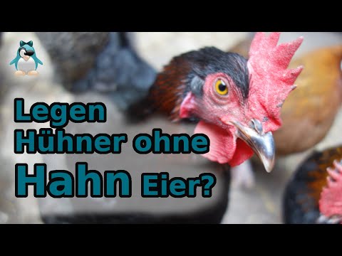 Video: Können Hühner ohne Hahn Eier legen?