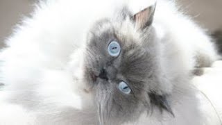 In Memory of Sterling - Blue Point Doll Face Himalayan Persian Cat by questmatrix 378 views 2 years ago 2 minutes, 22 seconds