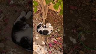 গরম থেকে বাঁচার জন্য বিড়ালের প্রিয় জায়গা cat kitten