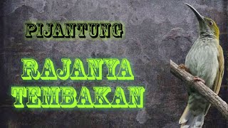 Pijantung Rajanya Tembakan | Masteran Kasar !!