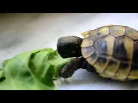 Video: Si Të Shumojmë Breshka Ujore