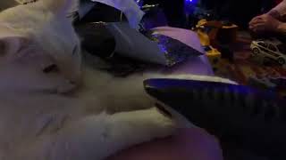I asked my cat what he thought about the current political climate.