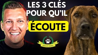 Dressage chien : comment rendre son chien obéissant ?