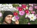 Cosmos flower  how to grow  care cosmos flower plant   