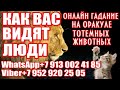 КАК ВАС ВИДЯТ ЛЮДИ ОНЛАЙН ГАДАНИЕ НА ОРАКУЛЕ ТОТЕМНЫХ ЖИВОТНЫХ