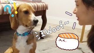 Bark at your dog and see what they do | How Dino React to me Barking by Dino Wearing White Socks穿白袜子的迪诺 1,462 views 3 years ago 2 minutes, 51 seconds