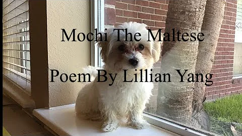 Mochi the Maltese By Lillian Yang