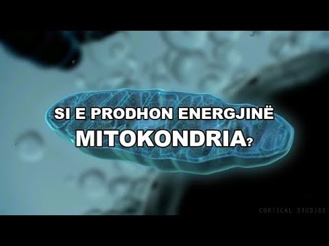 Video: Si prodhon mitokondria energji për qelizën?