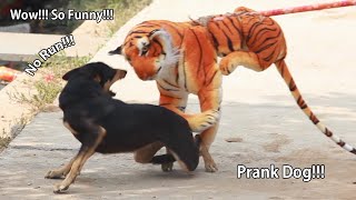Wow Must Watch Funny Video!!! Fake Tiger Prank Dog Fly Try To Stop Laugh Challenge 2021