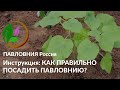 КАК САЖАТЬ ПАВЛОВНИЮ ПРАВИЛЬНО? Простая инструкция.